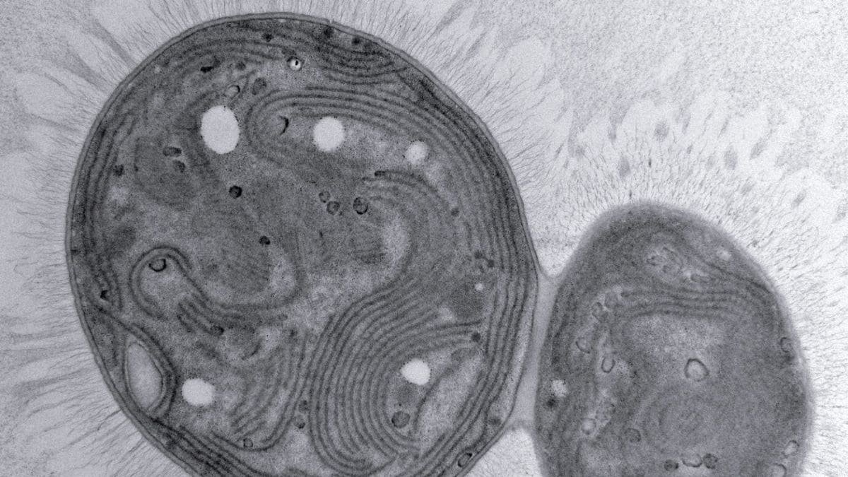 Mutant Cyanobacterium Chonkus Could Help Combat Climate Change with Carbon Storage