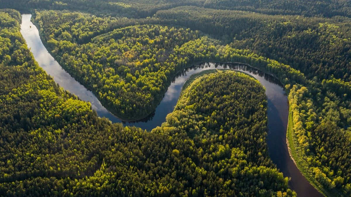 Microbes Uncovered in Amazon Peatlands Could Alter Global Carbon Dynamics