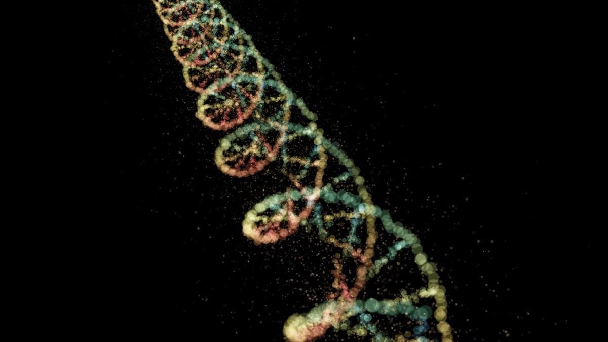 Genetic Mutations May Directly Influence Epigenetic Clocks and Aging